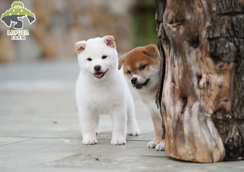 Cách Huấn Luyện Chó Shiba Hiệu Quả Từ A-Z Cho Người Mới