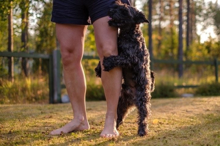 Chó Schnauzer thu nhỏ thể hiện hành vi gắn kết, không liên quan đến mèo giao phối với chó