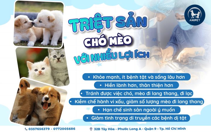 Thuốc An Thai Cho Chó: Giải Pháp An Toàn & Lựa Chọn Thay Thế Hiệu Quả