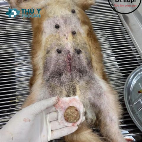 Chó bị viêm bàng quang: Nguyên nhân, triệu chứng và cách điều trị hiệu quả