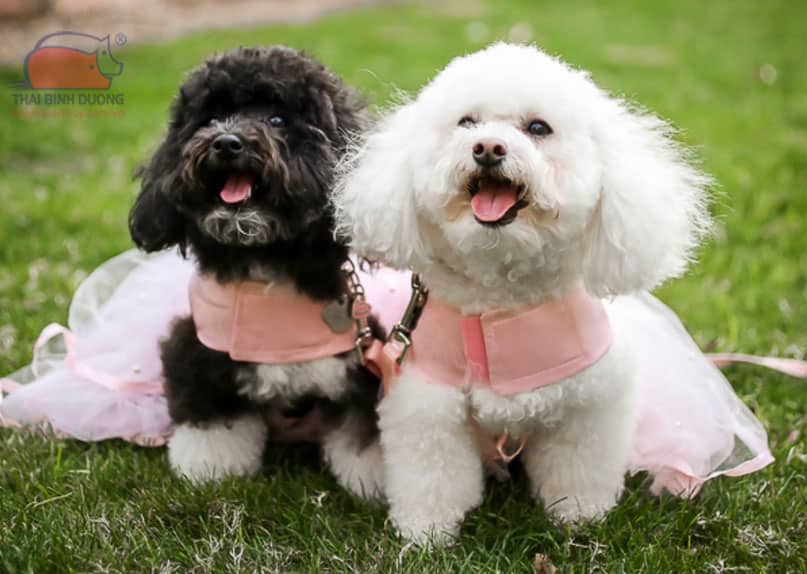 Giá Phối Giống Chó Poodle: Chi Tiết Từ A-Z
