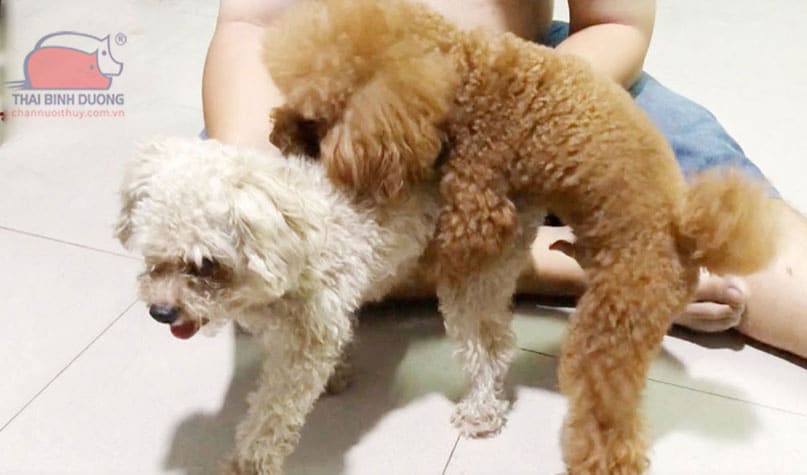 Giá Phối Giống Chó Poodle và Những Yếu Tố Ảnh Hưởng