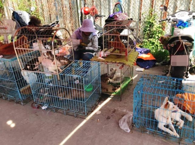 Mua chó ở đâu uy tín tại Hà Nội: Cẩm nang toàn diện