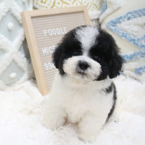 Chó Poodle Tiny Bò Sữa: Đặc Điểm, Cách Chăm Sóc Toàn Diện Và Giá Thị Trường
