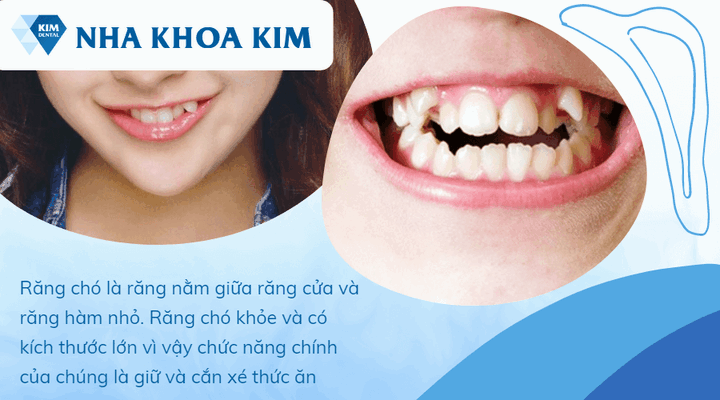 Ảnh hưởng của răng chó đến sức khỏe và thẩm mỹ của thú cưng Ảnh hưởng của răng chó