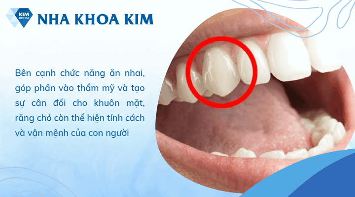 Dấu hiệu cao răng và viêm lợi ở chó Vận mệnh của người có răng chó