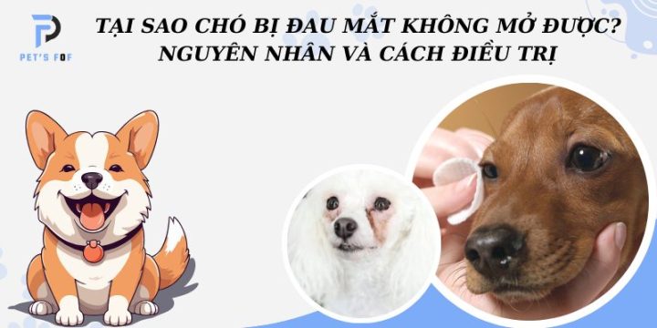 Mắt Chó Không Mở Được: Nguyên Nhân, Cách Điều Trị và Phòng Ngừa Hiệu Quả
