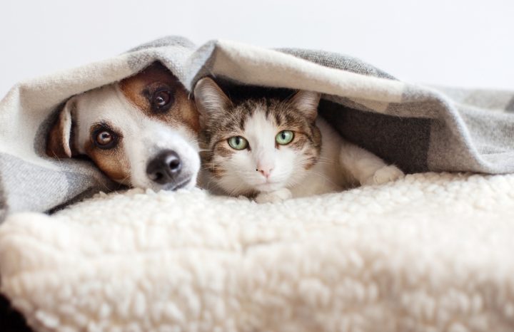 Review Khách Sạn Chó Mèo Pet Mart: Chất Lượng Dịch Vụ Mới Nhất