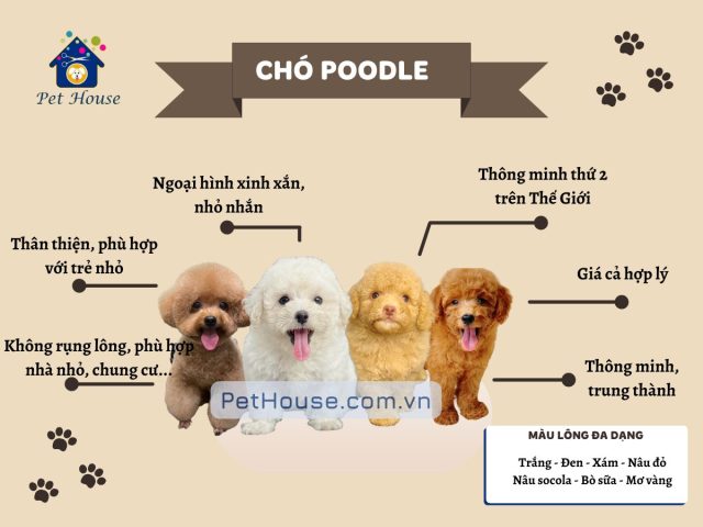 Chó Poodle Tiny Nặng Bao Nhiêu Kg? Chuẩn Kích Thước & Chăm Sóc