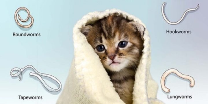 Tẩy giun cho chó mèo: Hướng dẫn chi tiết từ A đến Z