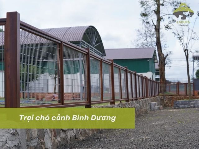 Hướng Dẫn Mua Bán Chó Cảnh Ở Bình Dương Toàn Diện