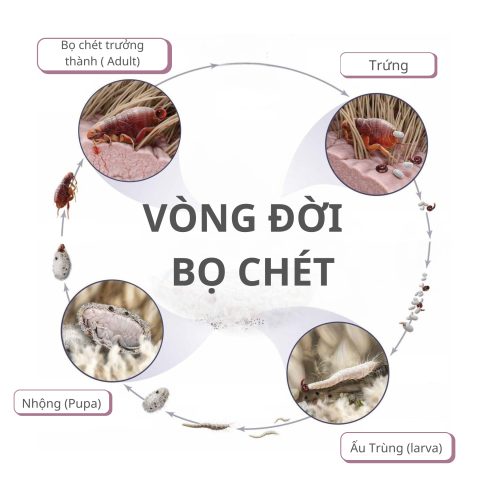 Nằm Mơ Thấy Bọ Chét Chó: Giải Mã Ý Nghĩa Và Con Số May Mắn
