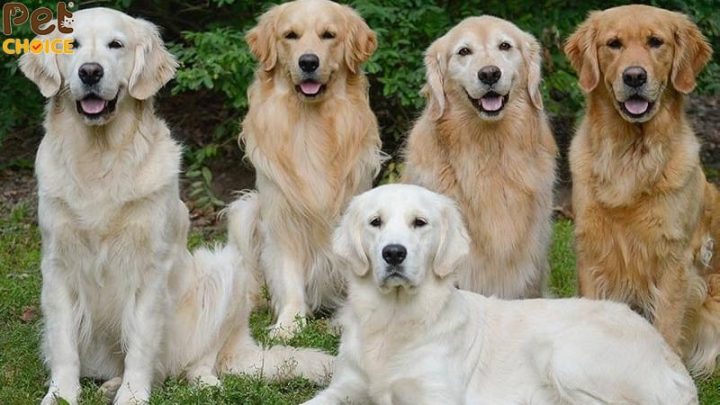 Chó Pomeranian Có Rụng Lông Không: Hướng Dẫn Chăm Sóc Toàn Diện