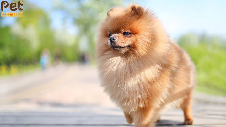 Chó Pomeranian Có Rụng Lông Không: Hướng Dẫn Chăm Sóc Toàn Diện