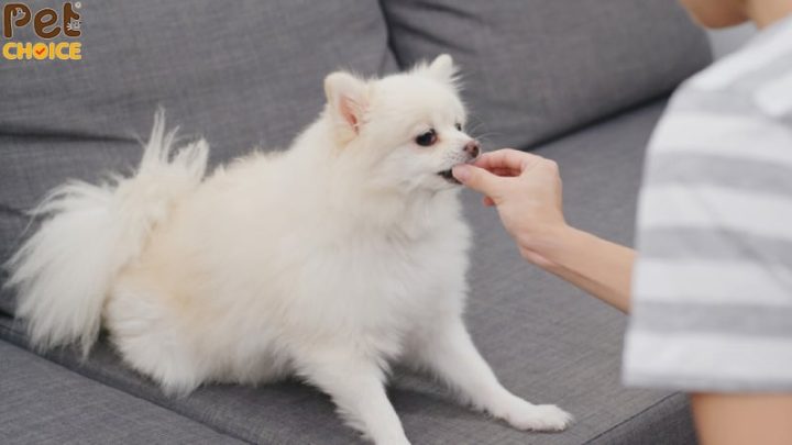Chó Pomeranian Có Rụng Lông Không: Hướng Dẫn Chăm Sóc Toàn Diện