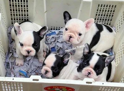Bán Chó Bulldog Giá Rẻ: Hướng Dẫn Chi Tiết Từ A Đến Z