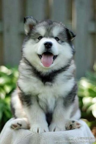 Hình Ảnh Chó Husky Con: Khám Phá Sức Hút Đáng Yêu Từ A-Z Hình Ảnh Chó Husky Con: Khám Phá Sức Hút Đáng Yêu Từ A-Z