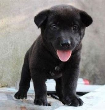 Chó Cỏ Tiếng Anh Là Gì? Tìm Hiểu Đặc Điểm và Cách Chăm Sóc Toàn Diện