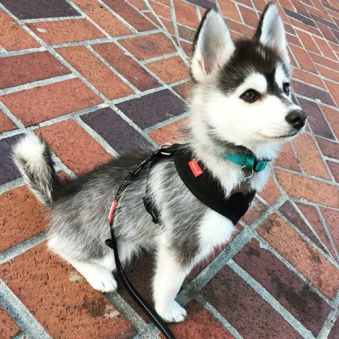 Sức Hút Tuyệt Vời Của Hình Ảnh Chó Husky Con Đáng Yêu