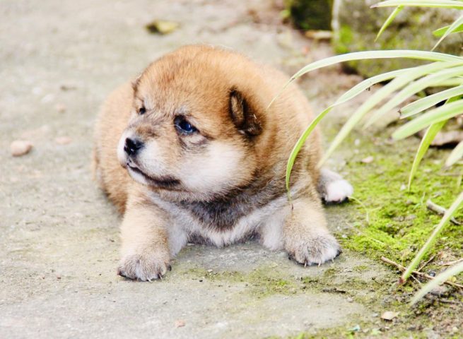 Mua Chó Akita Hà Nội: Hướng Dẫn Chi Tiết Từ A-Z