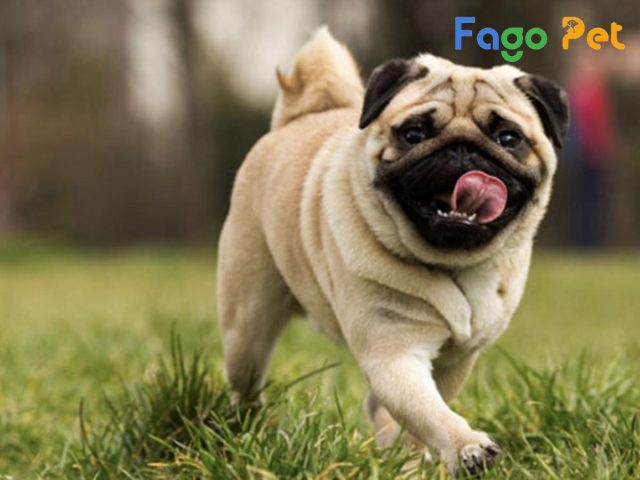Chó Pug Mini Giá Bao Nhiêu: Bảng Giá Và Yếu Tố Chi Phối
