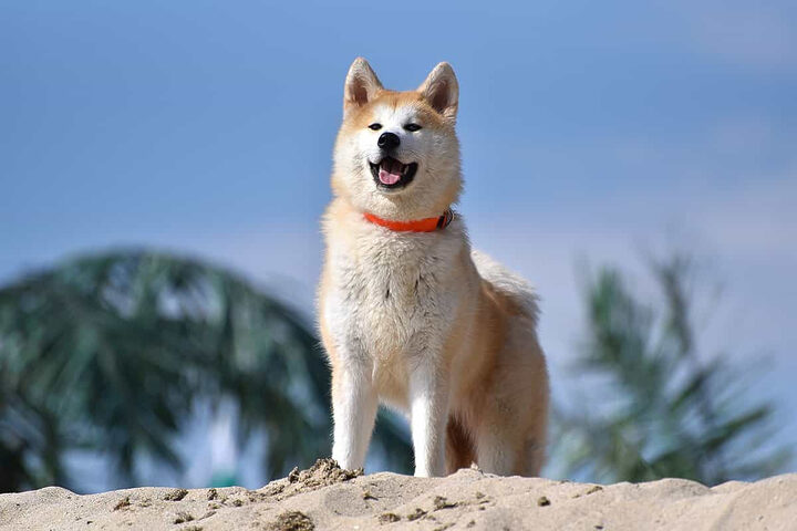 Akita Inu con với thân hình tròn trịa và đôi mắt to, tạo nên hình ảnh chó đẹp và đáng yêu, cuốn hút mọi ánh nhìn