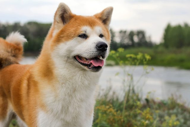 Akita Inu với vẻ ngoài uy nghi, bản tính trung thành và khả năng bảo vệ chủ cao