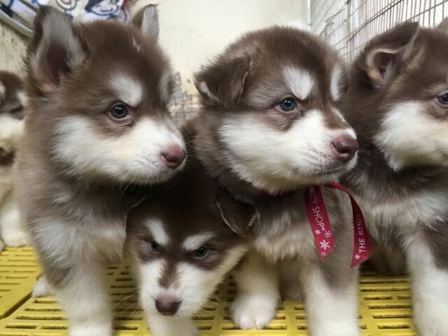 Alaska khi còn nhỏ - Chó cảnh đắt nhất Việt Nam