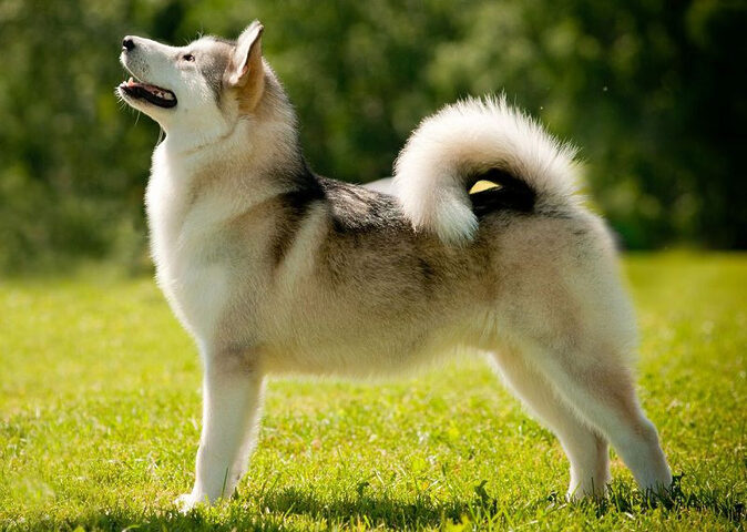 Alaska Malamute với vẻ ngoài mạnh mẽ, là một trong những hình ảnh chó đẹp nhất thế giới dành cho người yêu vận động