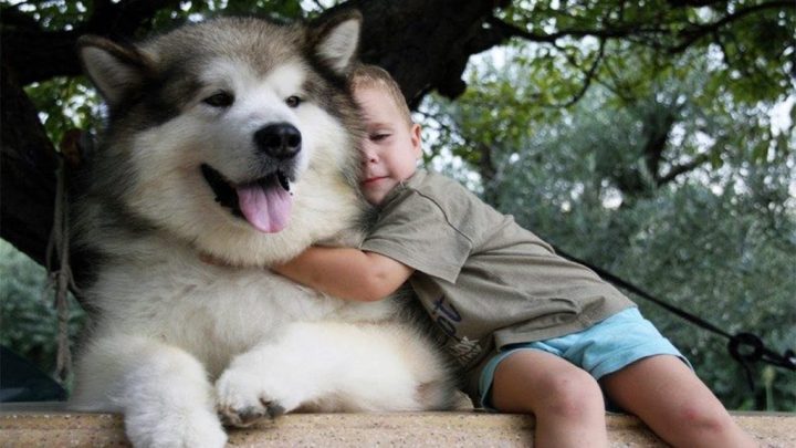 Cách Huấn Luyện Chó Trưởng Thành Hiệu Quả và Kiên Nhẫn - image 3