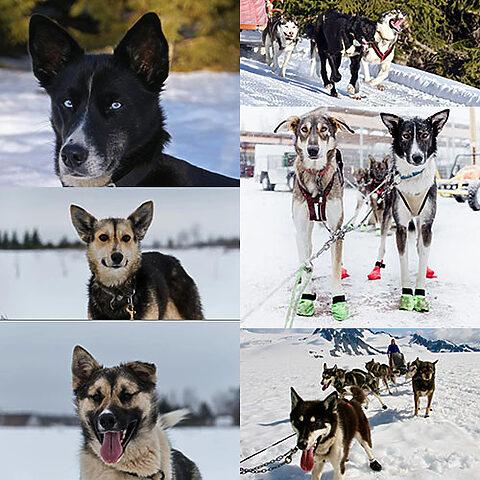 Alaskan Husky - giống chó lai nổi bật trong đua xe kéo.