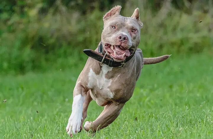 Hướng Dẫn Chi Tiết Cách Chăm Sóc Chó Pitbull Toàn Diện