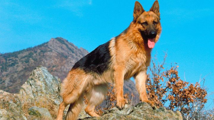 Chú chó Bull Pháp với biểu cảm buồn ngủ, hài hước trên gối