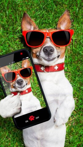 Hình ảnh con chó hài hước đang nhìn vào camera với ánh mắt tò mò