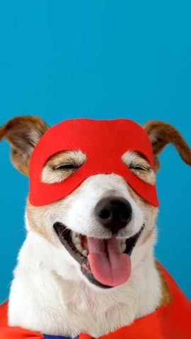 Chú chó nhỏ với chiếc lưỡi lè ra, biểu cảm ngộ nghĩnh hài hước