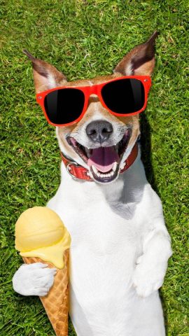 Chú chó Bulldog với biểu cảm khó ở, hài hước khi bị làm phiền
