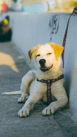 Chú chó Corgi nhỏ nhắn với biểu cảm khó chịu, hài hước