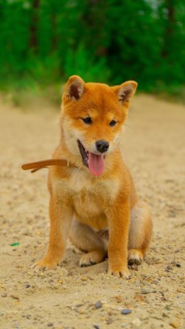 Hình ảnh con chó hài hước đội mũ lưỡi trai và đeo kính, phong cách