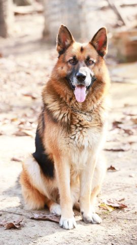 Chú chó Husky ngầu lòi với biểu cảm hài hước và đôi mắt xanh