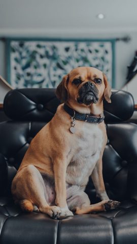 Hình ảnh con chó hài hước đội mũ bảo hiểm và ngồi trên xe máy