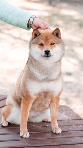Chú chó Samoyed với bộ lông trắng muốt, biểu cảm cười hài hước