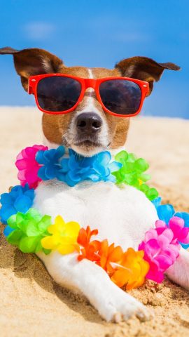Chú chó ngộ nghĩnh với đôi mắt mở to, biểu cảm hài hước đầy thu hút