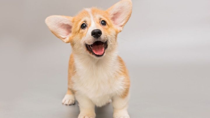 Chú chó với bộ lông xoăn tít, biểu cảm hài hước và đáng yêu
