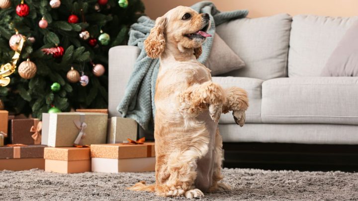 Chú chó với khuôn mặt tròn và đôi tai cụp, biểu cảm hài hước