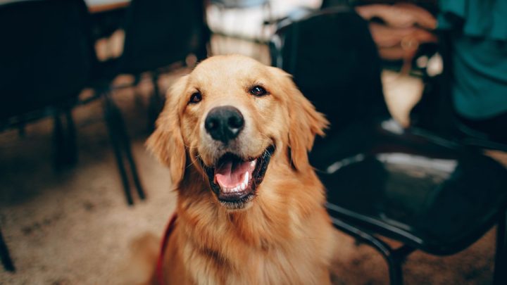 Chú chó Golden Retriever với biểu cảm vui vẻ, hài hước khi chơi đùa