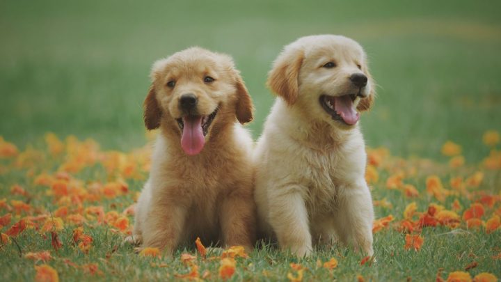 Chú chó Pomeranian với bộ lông xù, biểu cảm hài hước và đáng yêu