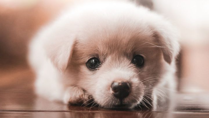 Hình ảnh con chó hài hước với chiếc lưỡi thè dài, như đang thở dốc