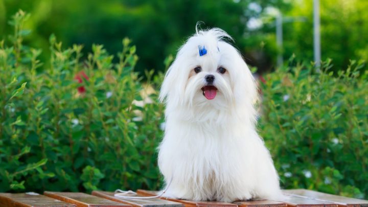 Chú chó Bull Pháp với biểu cảm ngơ ngác, hài hước khi được đội mũ