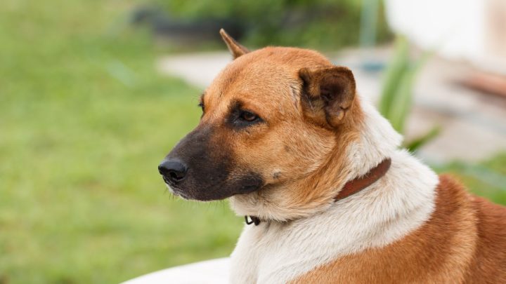 Chú chó Pitbull với khuôn mặt nghiêm nghị, nhưng vẫn có nét hài hước