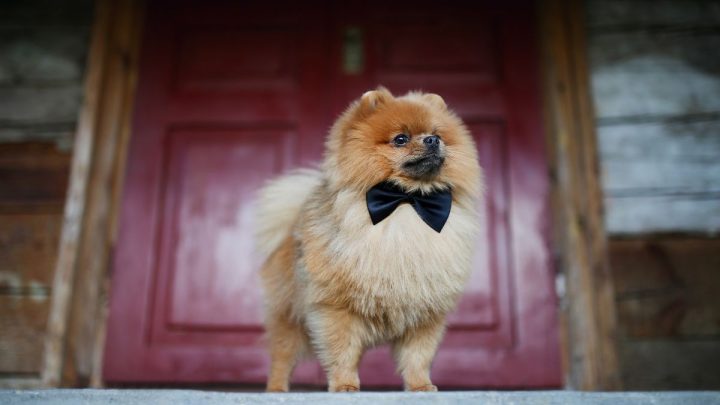 Chú chó Labrador với vẻ mặt lờ đờ, hài hước khi đang thư giãn